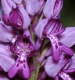 Vstavac vojenský (Orchis militaris L.)