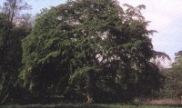 Harrach Park